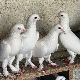 kepderi