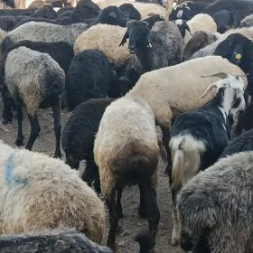 işşek dog
