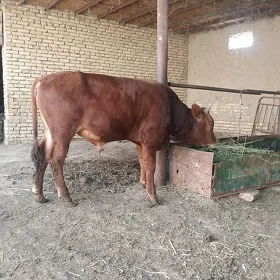 ökuz