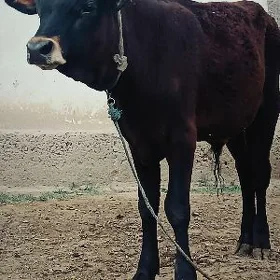 şwes öküz