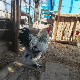 Brama Horaz
