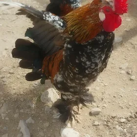 Karlik horaz