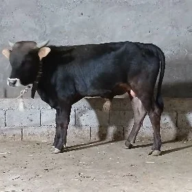 swet okuz