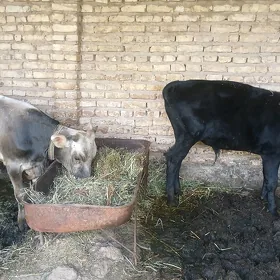 Ŏkůz