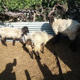 işşek
