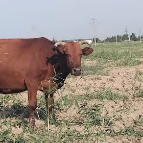 gysyr sygyr