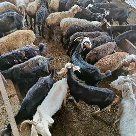 Semiz  mallar