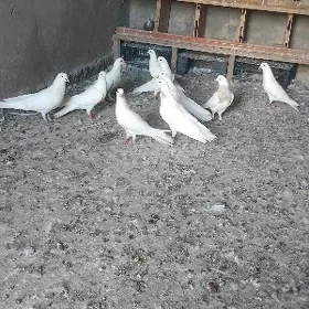 Kepderi