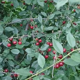 Karlik wisna