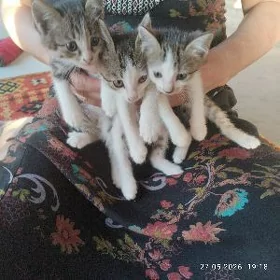 отдам в хорошие руки