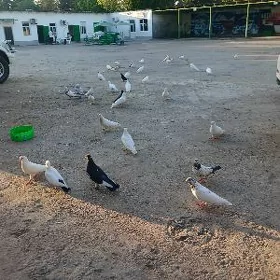 kepderi