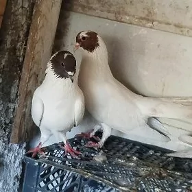 kepderi