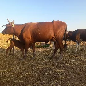 göleli.
