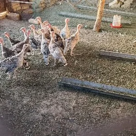 induk jüjinduk jüýje