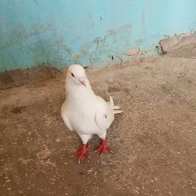 kepderi