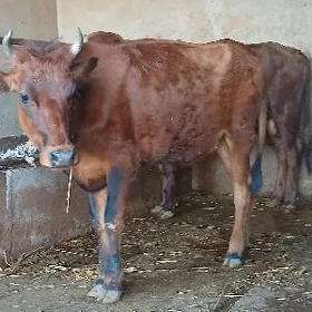 Tüwe