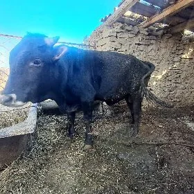 okuz 2 ÿașynda