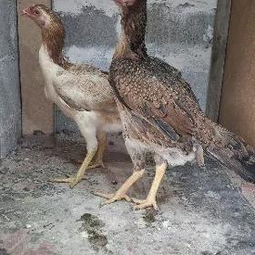 taskent maki 2sany ozbek