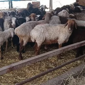 İşşek
