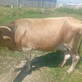 bakylan sygyr