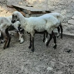 goyun gurbanlyk