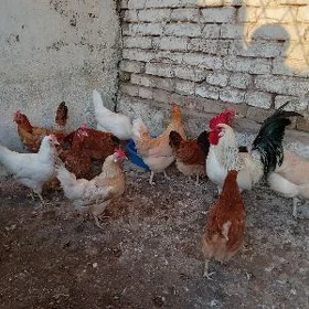 horoz towuk