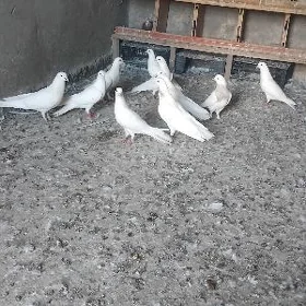 Kepderi