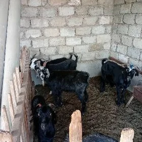 Gurat gysyr geçiler