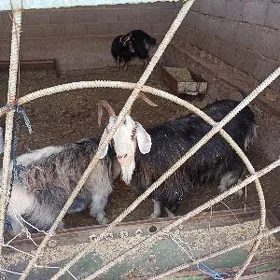 satlyk goýunlar geçiler tejen