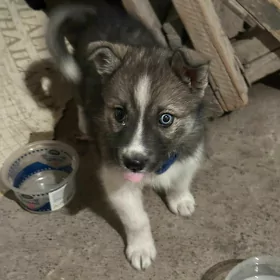 Haska