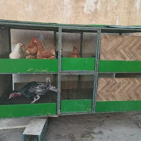 Towuk ketek