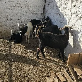 Geçi ýaş