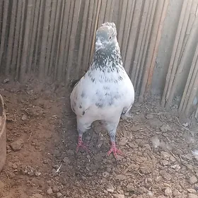 Kepderi