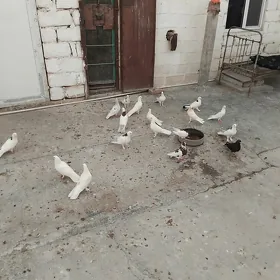 кепдери