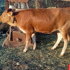 satlyk tuwe