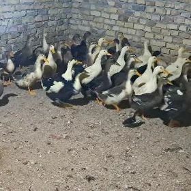 ordek