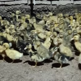 ýaşylbaş ördek jüýje gak gak