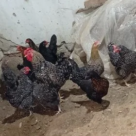 Dominat towuklar