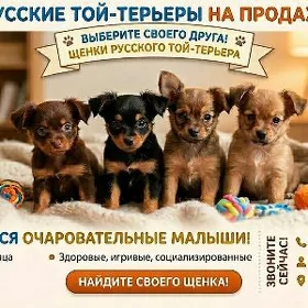 щенки той терьера, gujuk