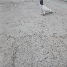 kepderi
