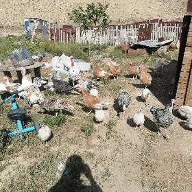 Induk sizarka yumurtga