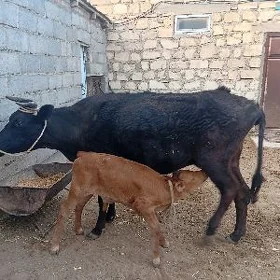 goleli sygyr