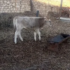 göleli sygyrla