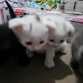 котята вислоушки