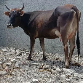 şwes tohum göleli sygyr
