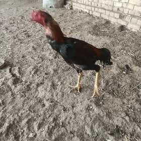 horoz