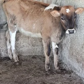 ÖKÜZ TOHUM MAL