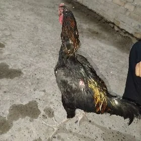 horaz