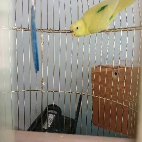продам попугаев