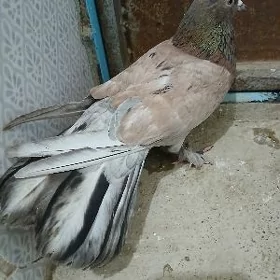 kepderi